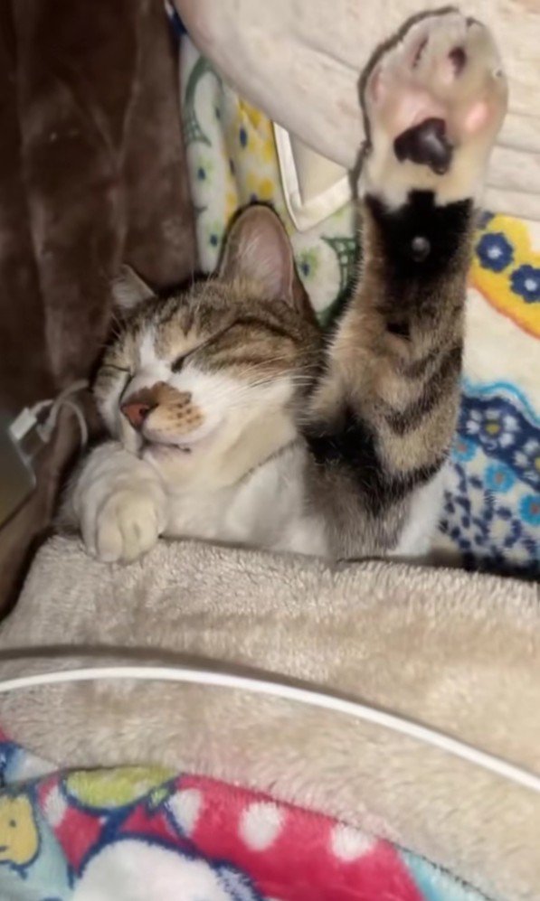 布団で眠る猫