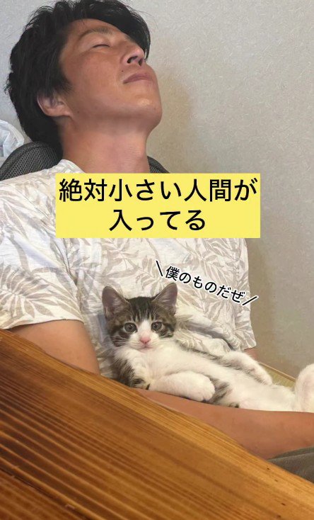 パパさんの上でくつろぐ子猫