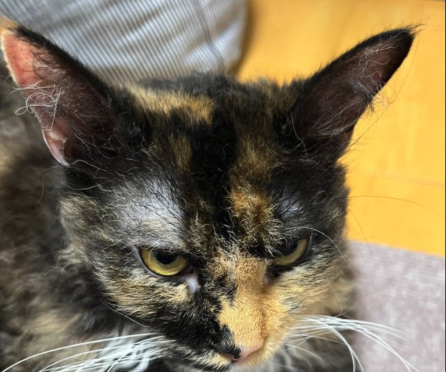 半目で画面右側を見ている猫の顔アップ