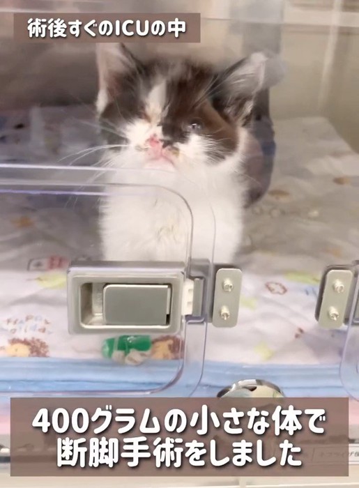 入院中の子猫