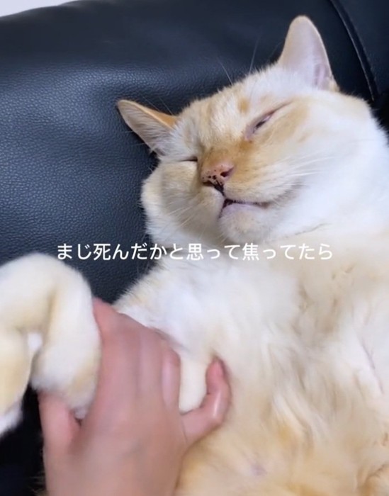 揺らされるここちゃん