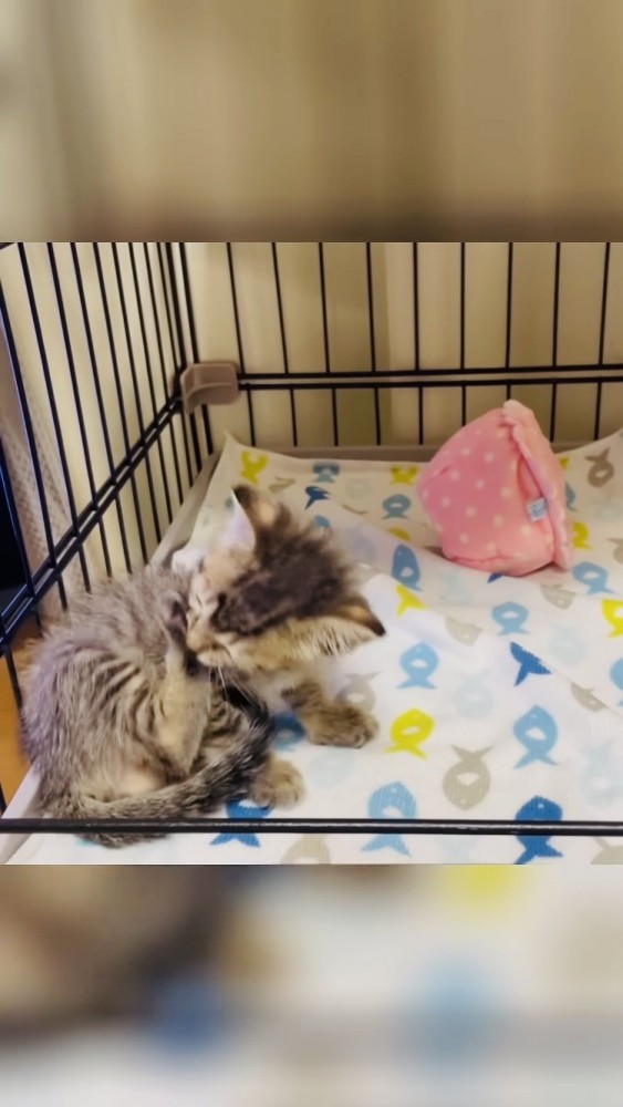 ケージの中で後ろ足の肉球を吸う子猫