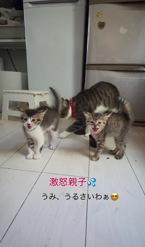 画面左の子猫の後ろを歩いている母猫