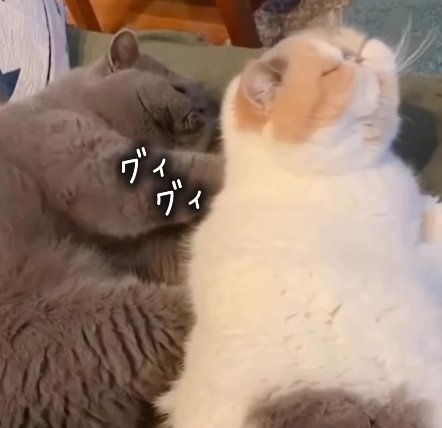 横になって白茶猫の背中を押す猫（グィグィ）