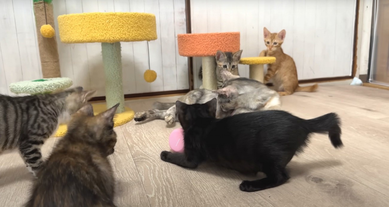 部屋で遊ぶ猫6匹