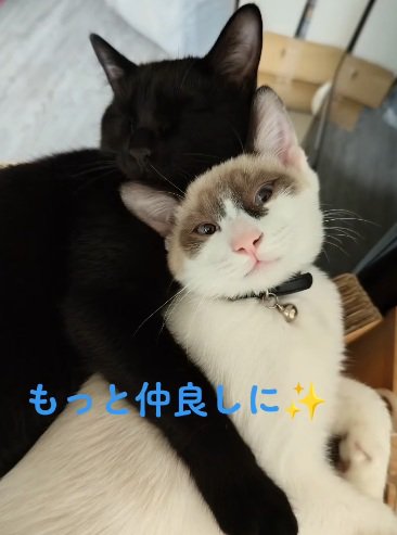 よりそって眠る2匹の猫