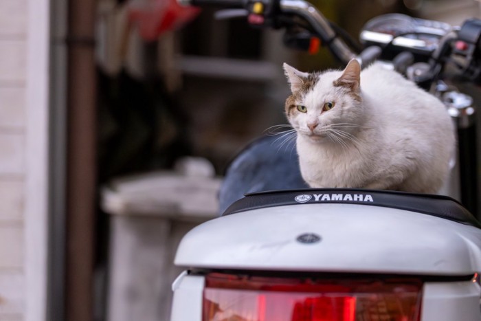 こちらを見る野良猫