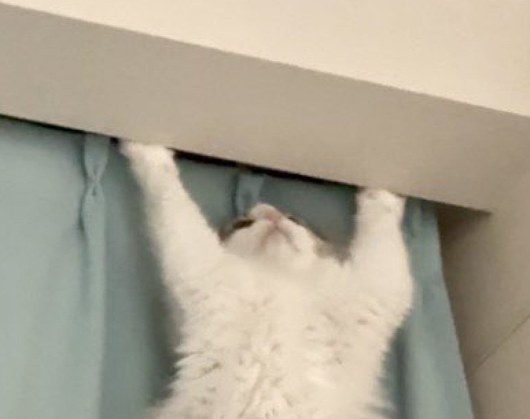 天井に向かって前足を伸ばす猫