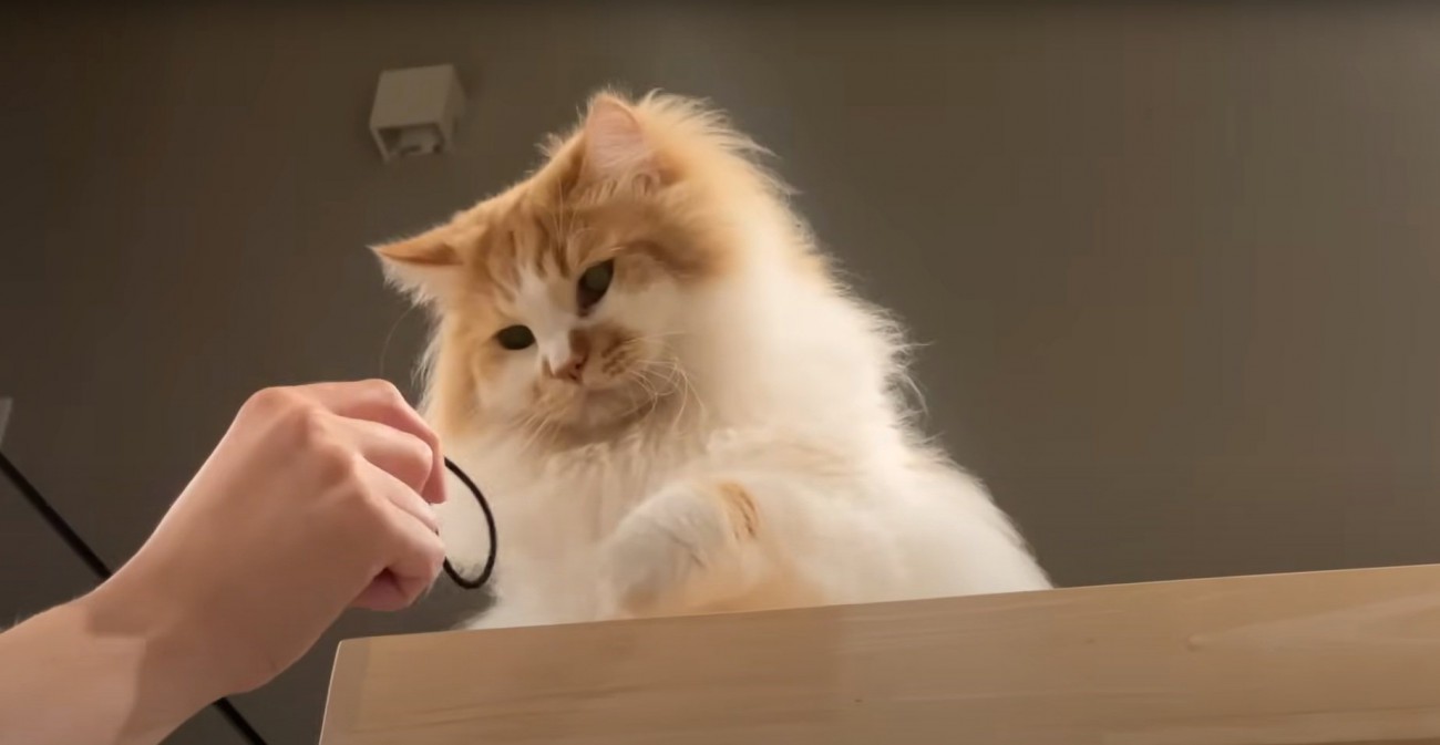 パンチしようとする猫