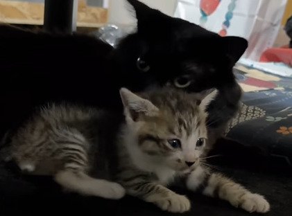 黒猫に寄り添う子猫