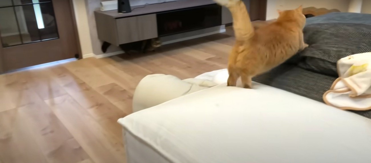 追いかけっこをする2匹の猫