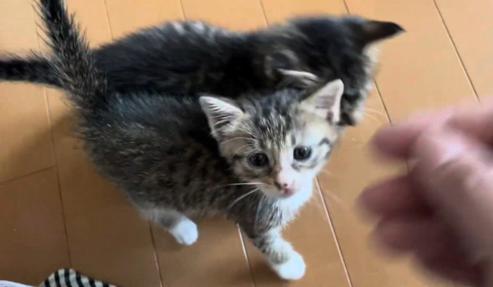 こちらを見る子猫と右に人間の手