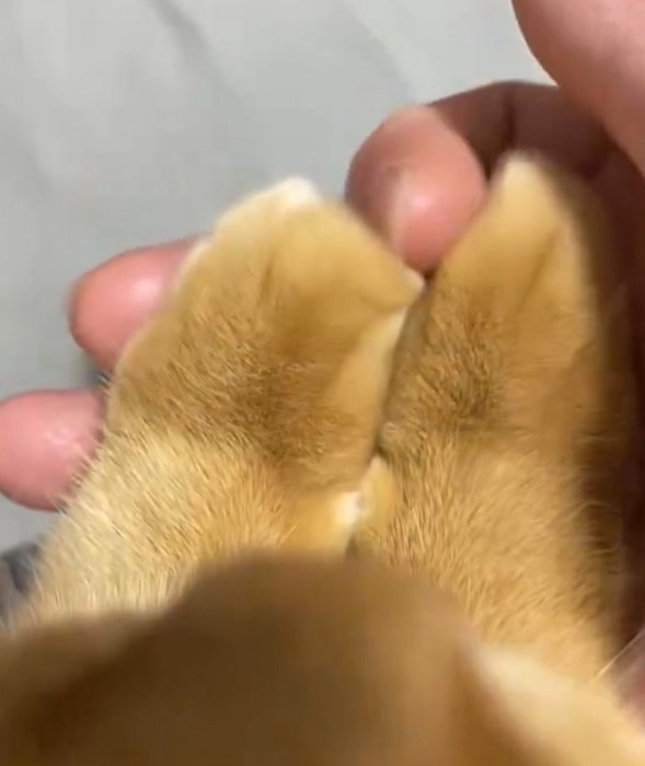 猫の前足の間に指を差し込む飼い主