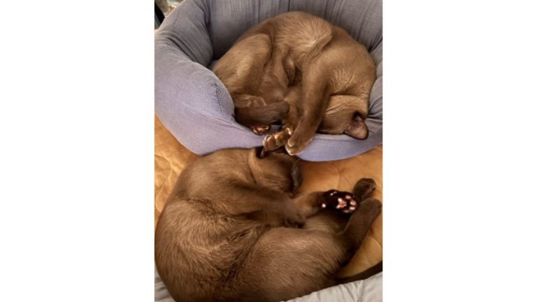 寄り添っている猫たち