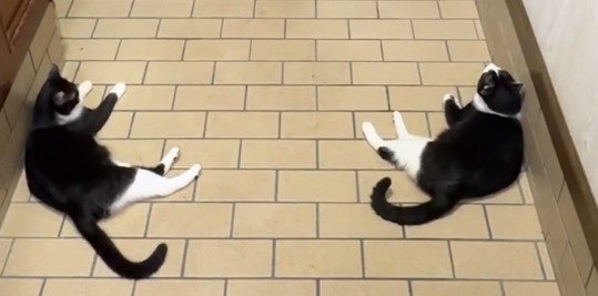 左右対称な位置に座る2頭の猫