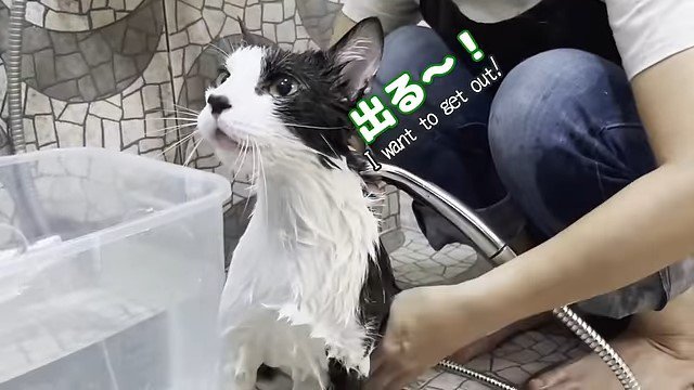 顔を上げる猫にシャワーをかける女性