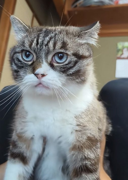 真剣な猫