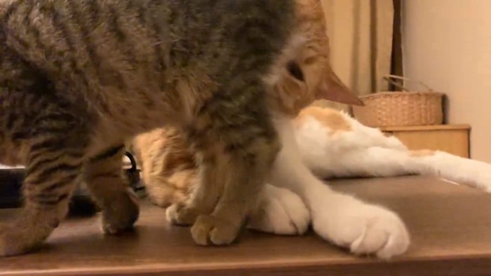 子猫のおしりのにおいを嗅ぐ成猫