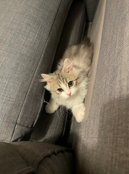 ソファの間にいる猫