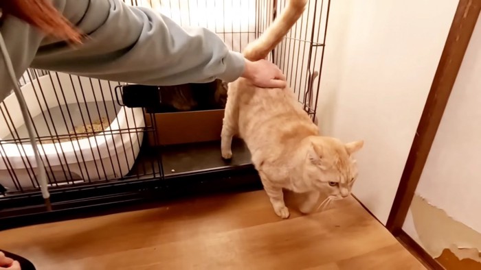 なつさんにお尻を撫でられながらケージから出る薄茶トラ