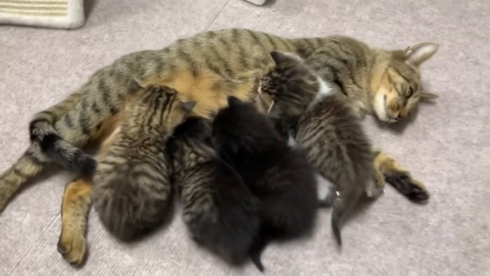 母猫に集まる子猫