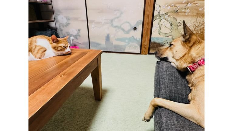 猫と犬