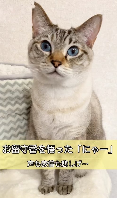 白いマットの上でお座りをしている猫%「もしかして…」