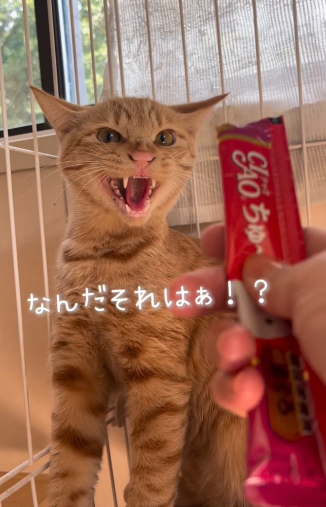 おやつに威嚇する猫