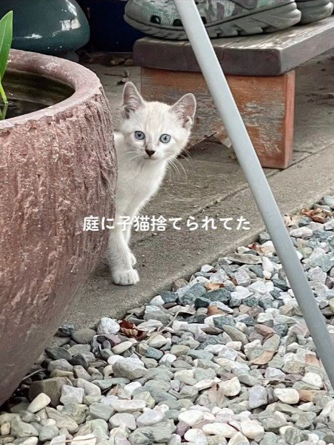 物陰から顔をのぞかせる子猫