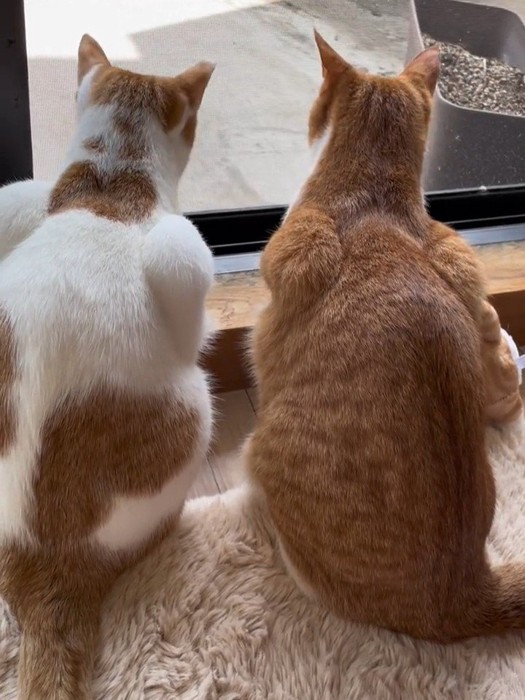 2匹の猫の後ろ姿
