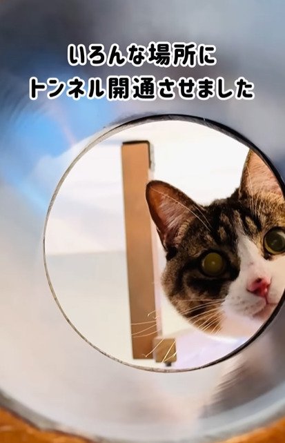 穴の先を見るキジ白猫