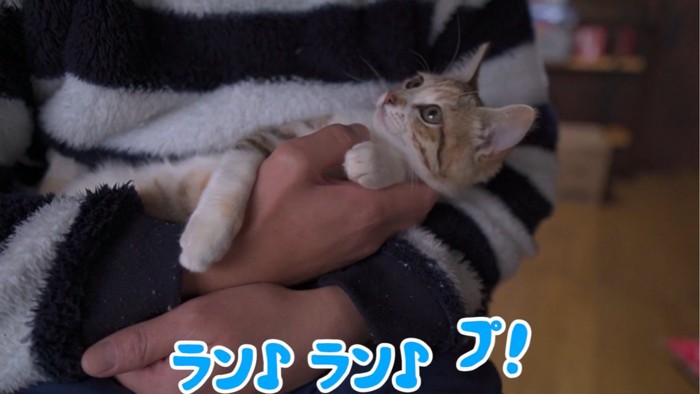 抱っこされる子猫