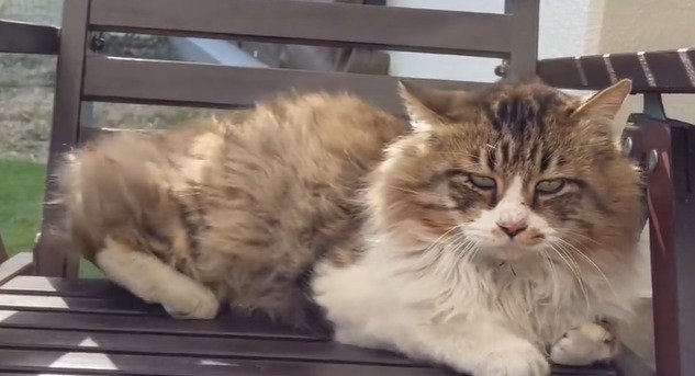 くつろぐ猫