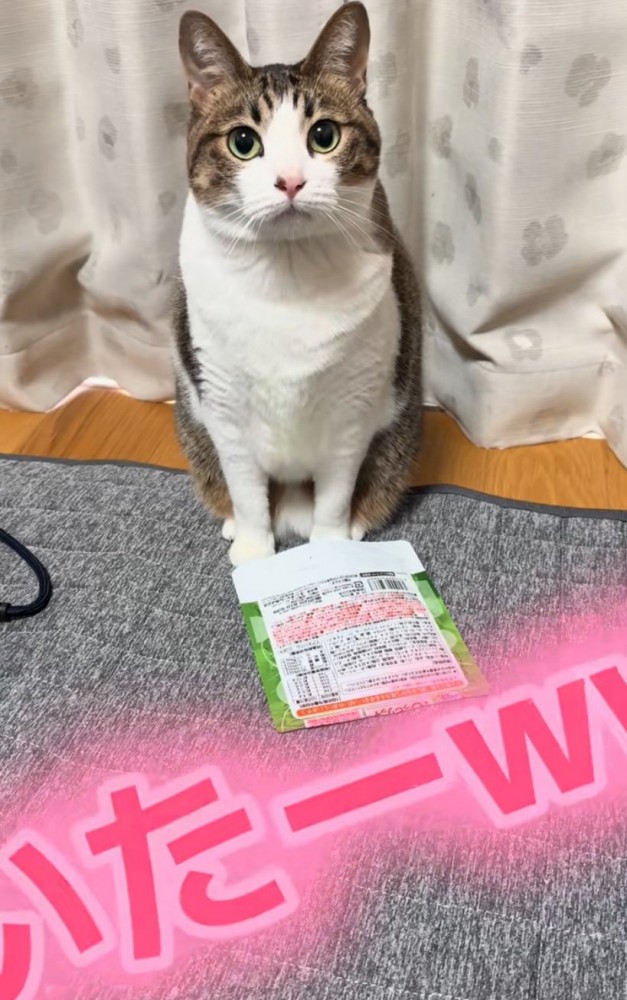 鳴き声を出す猫