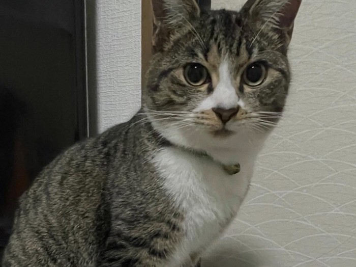 こちらを見つめる猫2