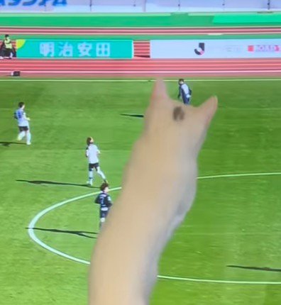 画面に映っているボールを前足で押さえる白猫