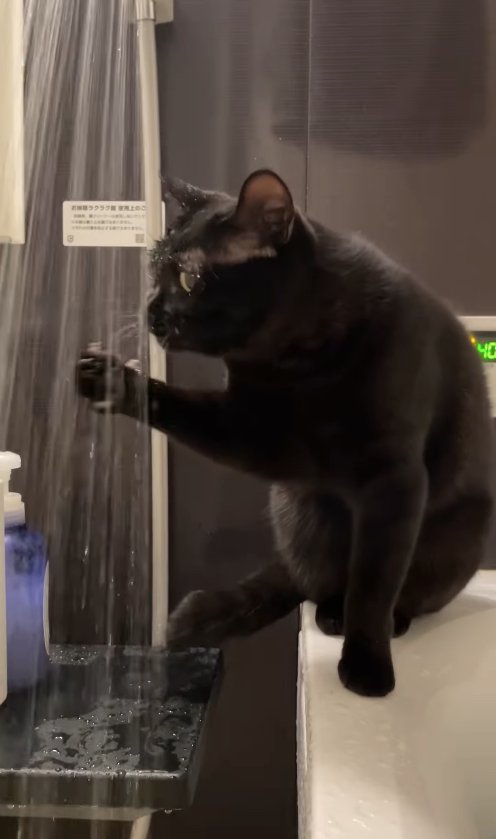 前足でシャワーのお湯を飲む黒猫