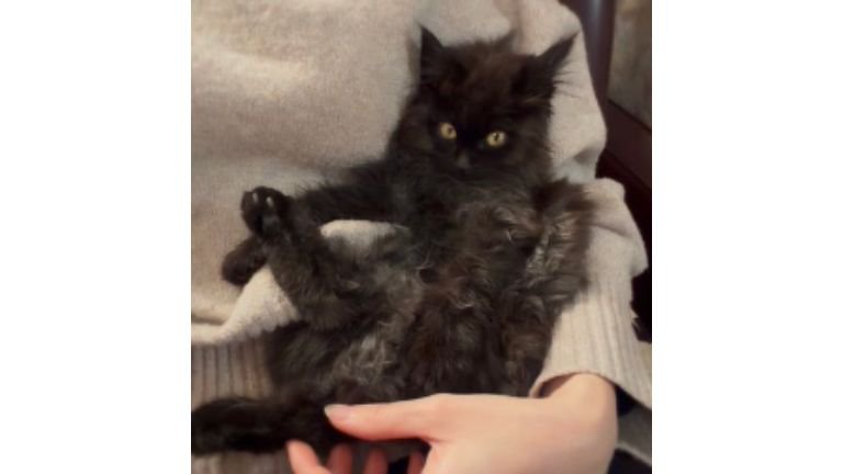 抱かれている子猫