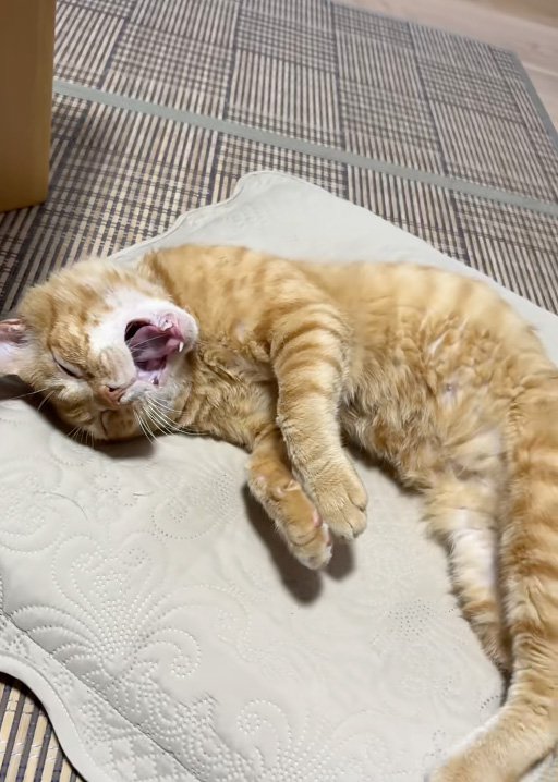 口を開ける猫