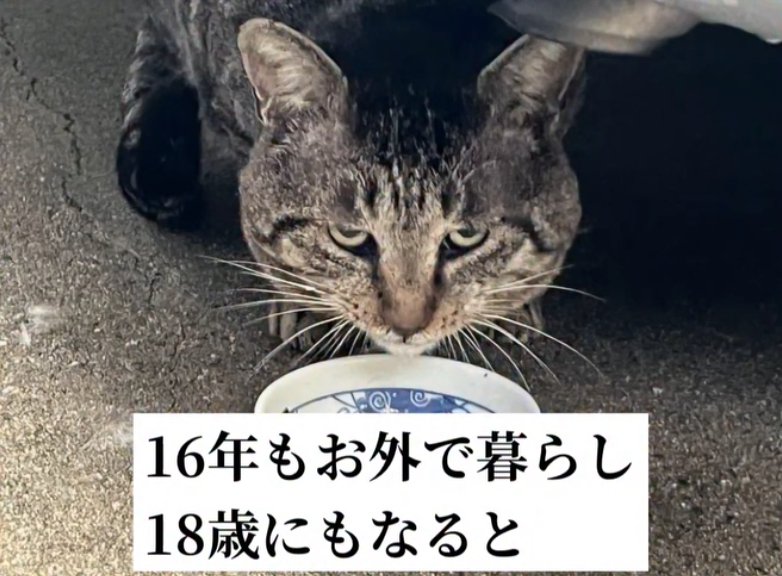 お皿の前で伏せをしているカメラ目線の猫