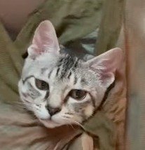 少し目を伏せて、女性の手元を見つめる子猫