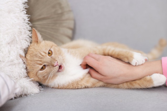 触るのをやめてほしそうな猫