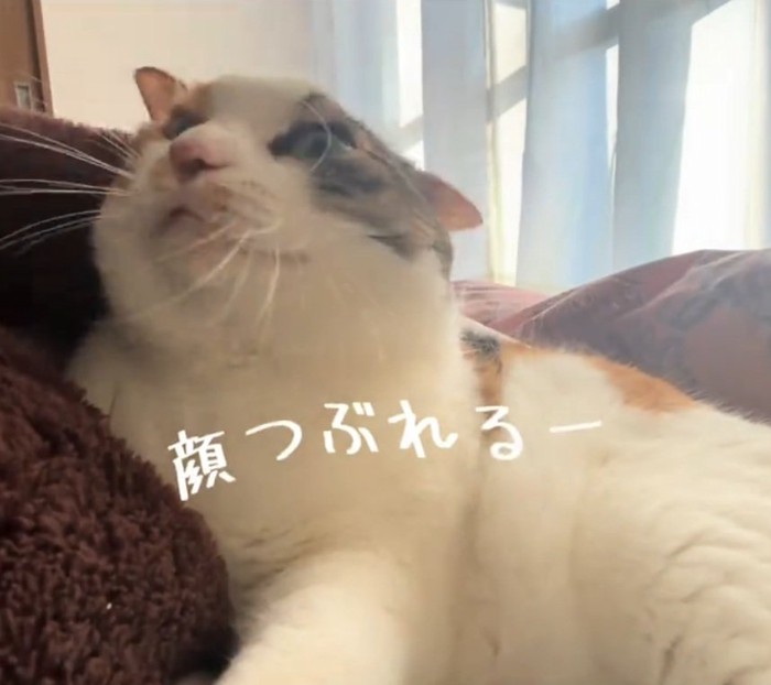 顔を上げる猫
