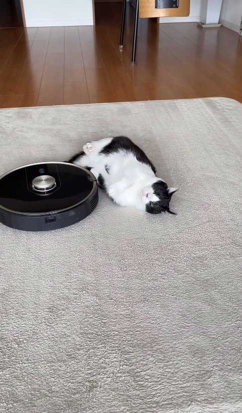 やや仰向けになった猫のお腹付近にあるロボット掃除機