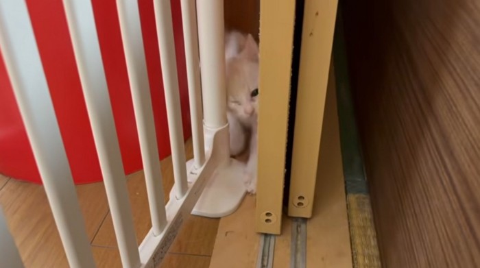 ゲートの猫