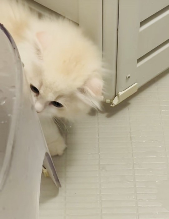 お風呂場でママを探すスコティッシュフォールド