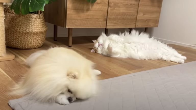 寝そべっている猫と犬