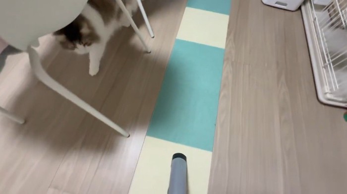 掃除機を見つめながら追いかける猫
