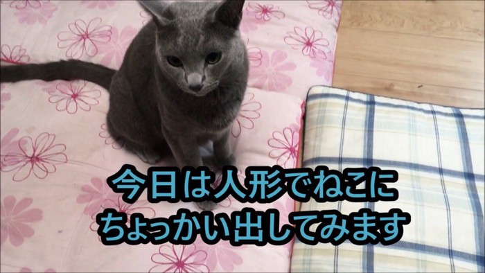 座る猫