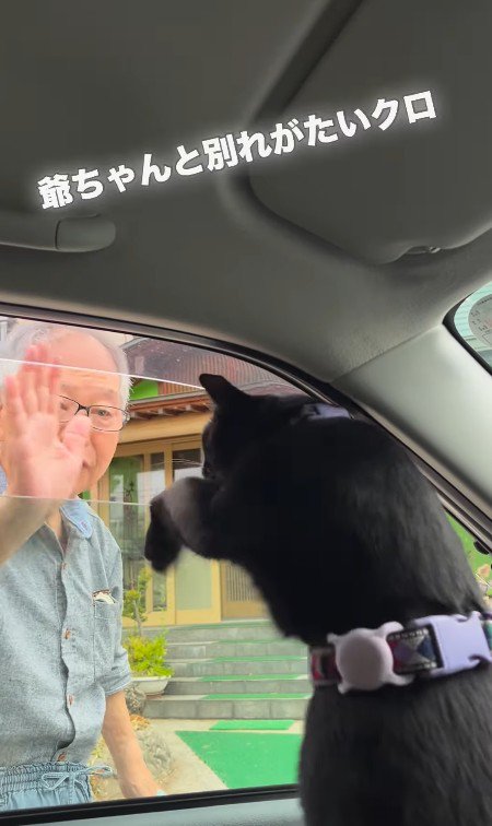 車から身を乗り出す猫と見送るおじいちゃん